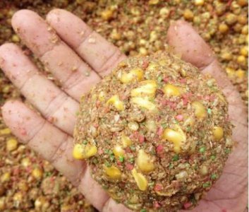 玉米打窝多久发窝 不同水域玉米打窝后的垂钓时间