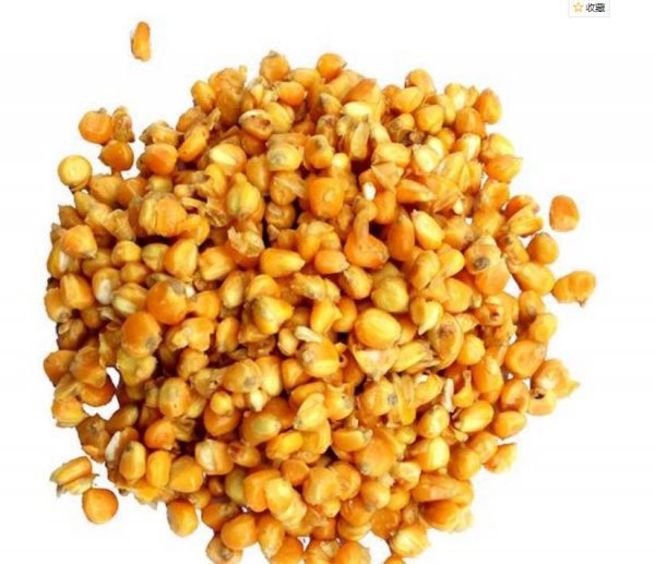 玉米打窝多久发窝