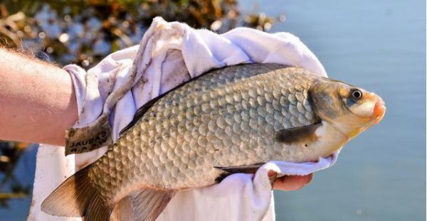 玉米打窝多久发窝