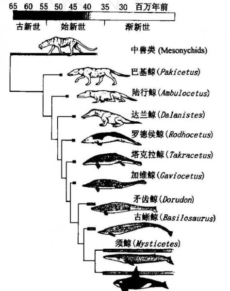 虎鲸为什么怕座头鲸