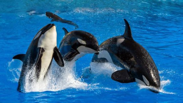 虎鲸为什么怕座头鲸