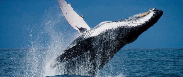 虎鲸为什么怕座头鲸