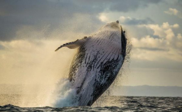 虎鲸为什么怕座头鲸