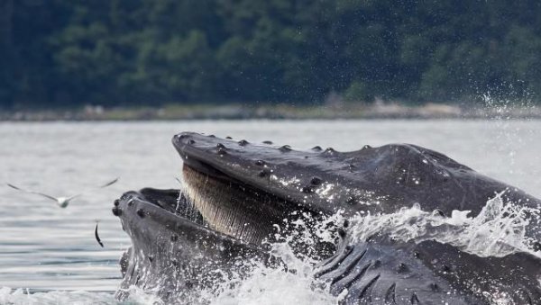 虎鲸为什么怕座头鲸
