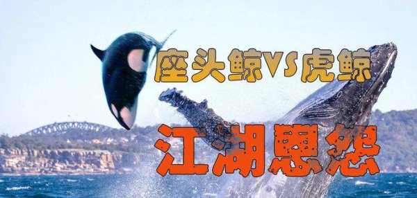 虎鲸为什么怕座头鲸