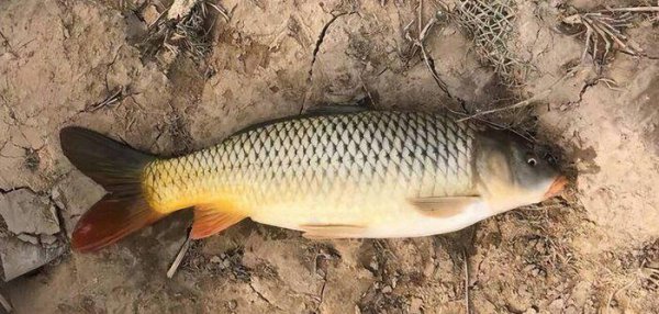 野钓鲤鱼用什么商品饵料最好