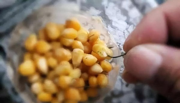 野钓鲤鱼用什么商品饵料最好