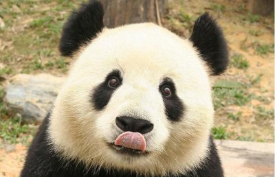 大熊猫为什么有两个黑眼圈 大熊猫黑眼圈的来历与作用