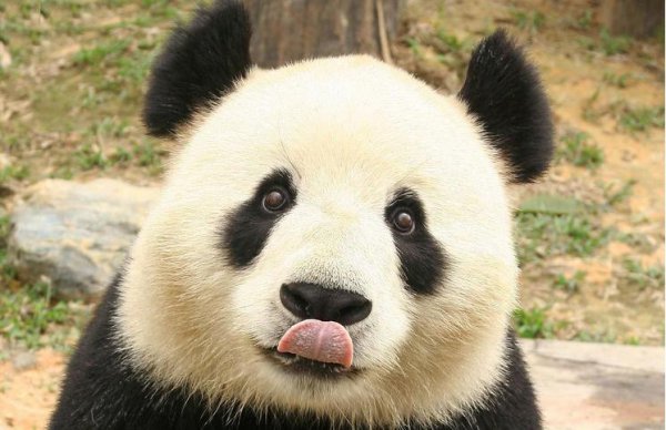 大熊猫为什么有两个黑眼圈