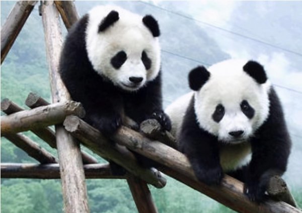 大熊猫为什么有两个黑眼圈