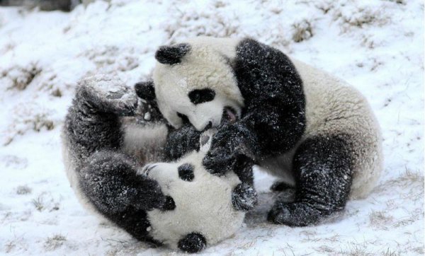 大熊猫为什么有两个黑眼圈