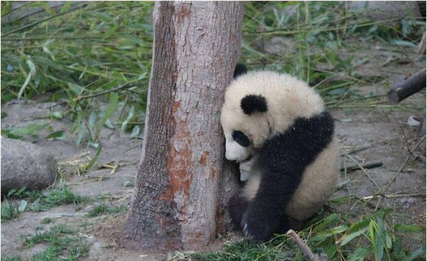 大熊猫为什么有两个黑眼圈