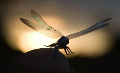 世界上有什么昆虫 盘点世界上非常厉害的五种昆虫