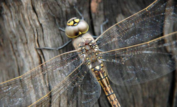 世界上有什么昆虫