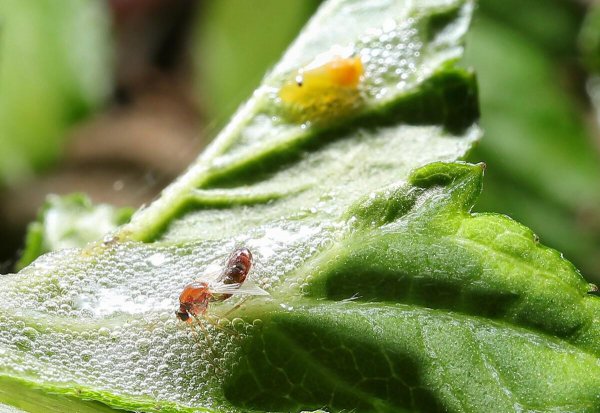 世界上有什么昆虫