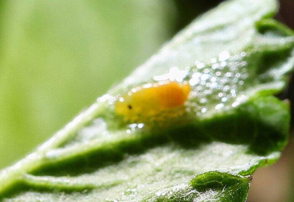 世界上有什么昆虫