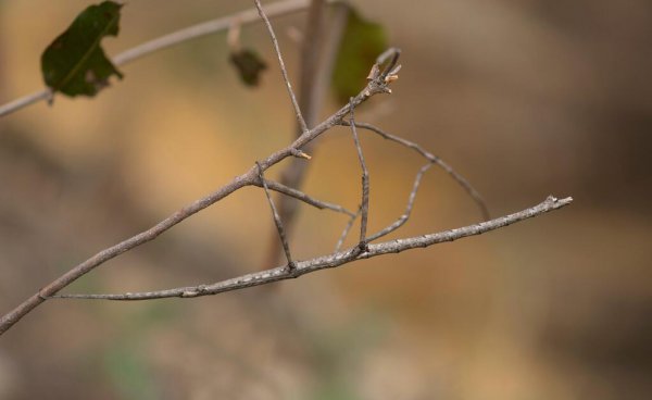 世界上有什么昆虫