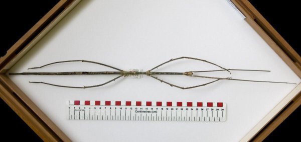 世界上有什么昆虫