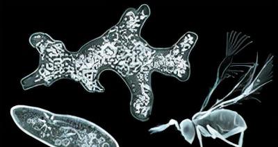 世界上有什么昆虫