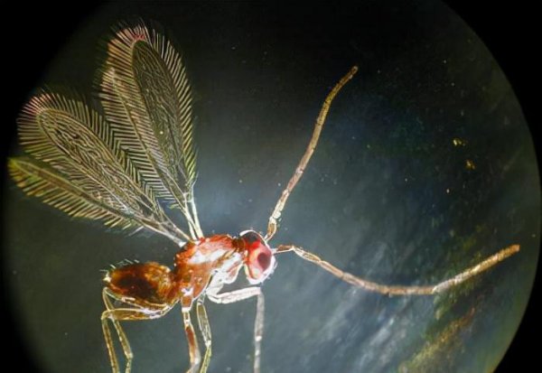 世界上有什么昆虫