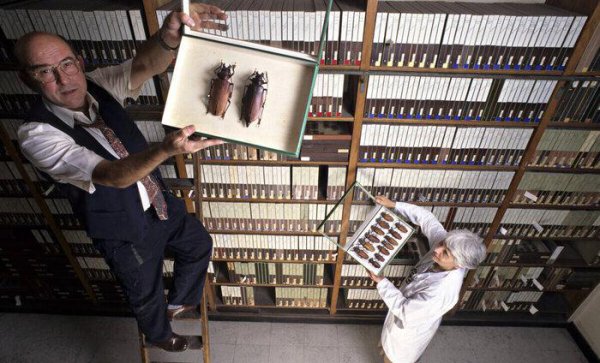 世界上有什么昆虫