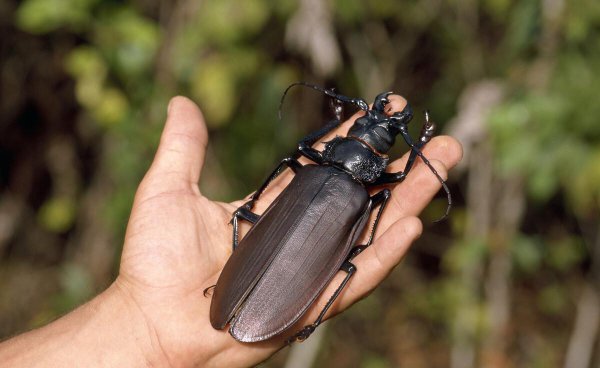 世界上有什么昆虫