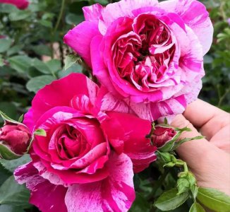 广东十大爬藤月季排名及图片 十大经典爬藤月季排名榜