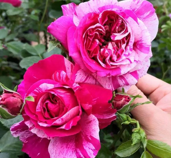 广东十大爬藤月季排名及图片