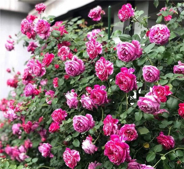 广东十大爬藤月季排名及图片