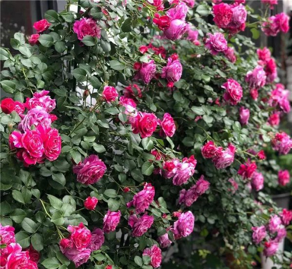 广东十大爬藤月季排名及图片
