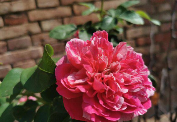 广东十大爬藤月季排名及图片