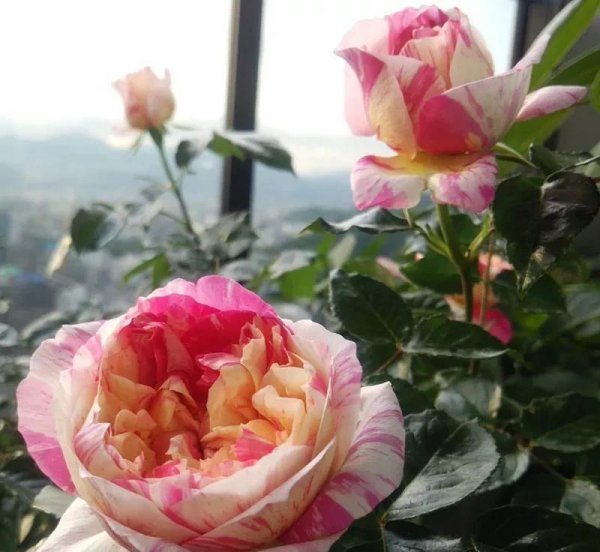 广东十大爬藤月季排名及图片