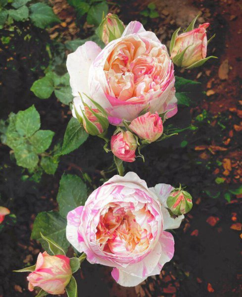 广东十大爬藤月季排名及图片