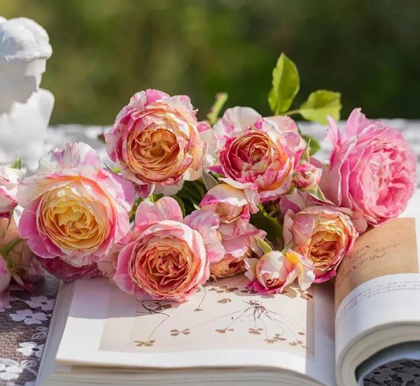 广东十大爬藤月季排名及图片