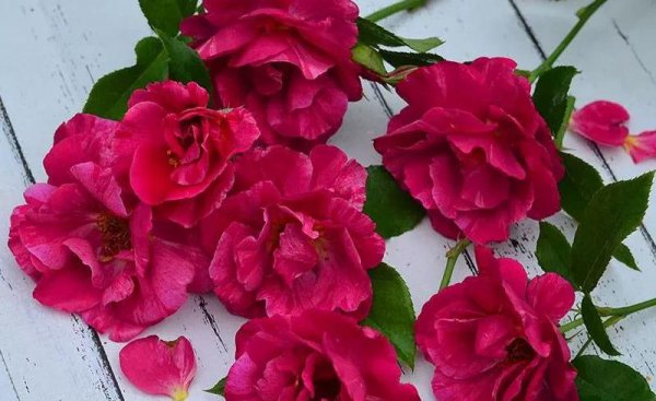 广东十大爬藤月季排名及图片