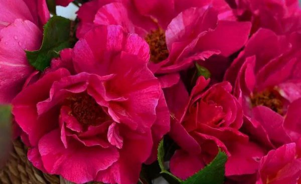 广东十大爬藤月季排名及图片