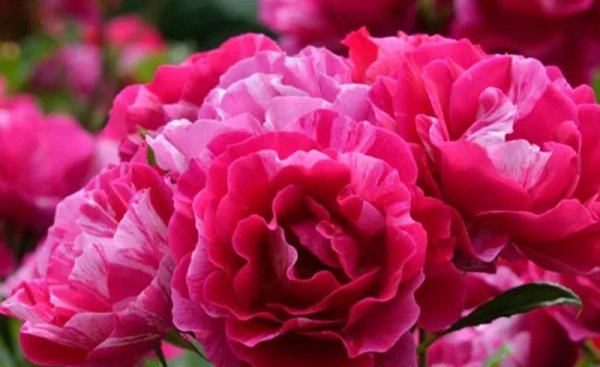 广东十大爬藤月季排名及图片