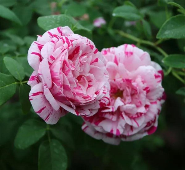 广东十大爬藤月季排名及图片