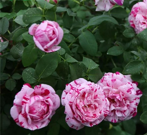 广东十大爬藤月季排名及图片