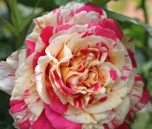 广东十大爬藤月季排名及图片