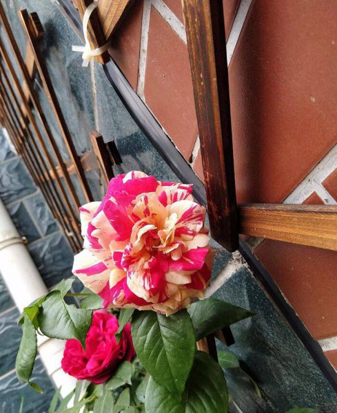 广东十大爬藤月季排名及图片