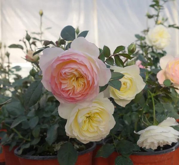 广东十大爬藤月季排名及图片