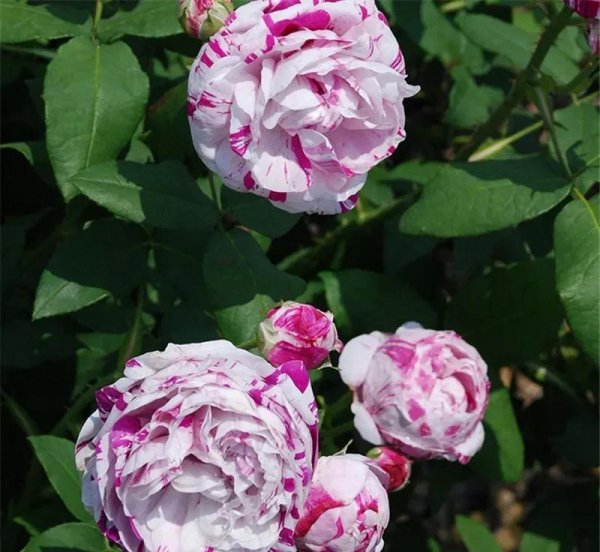 广东十大爬藤月季排名及图片