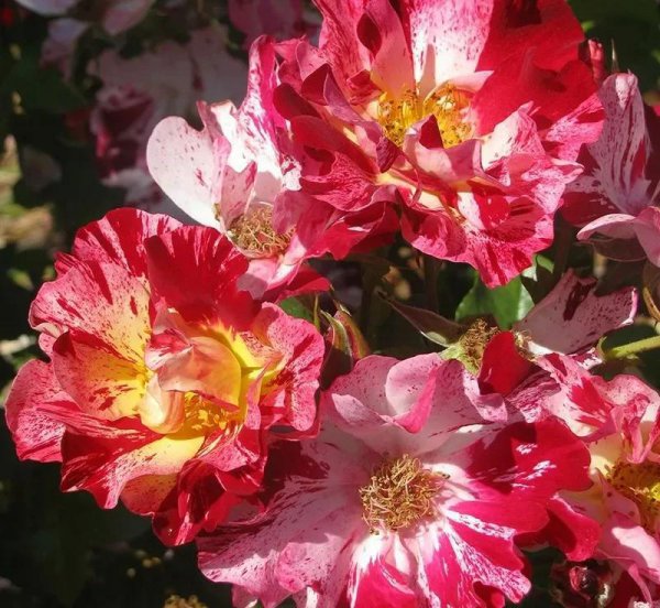 广东十大爬藤月季排名及图片