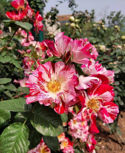 广东十大爬藤月季排名及图片