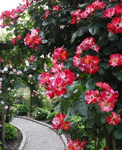 广东十大爬藤月季排名及图片