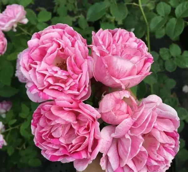 广东十大爬藤月季排名及图片