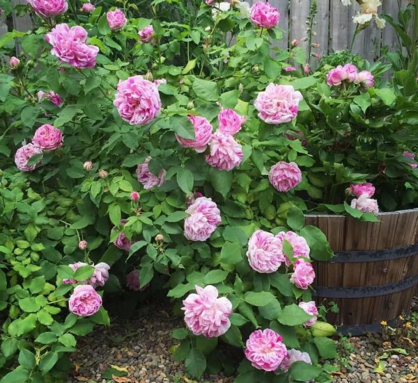 广东十大爬藤月季排名及图片