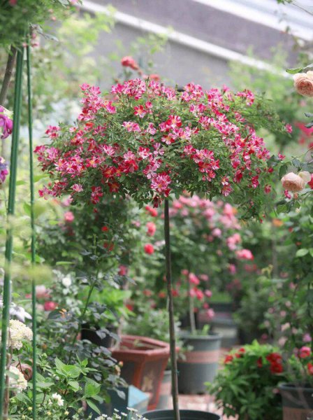 广东十大爬藤月季排名及图片