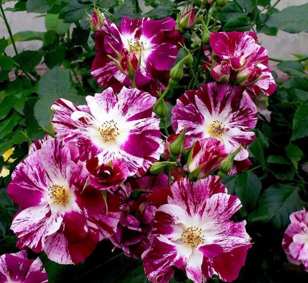 广东十大爬藤月季排名及图片